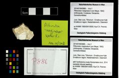 Foto (Objekt + Etikett) von Pithonoton marginatum (von Meyer, 1842)  (NHMW-GEO-2014-0194-0886)